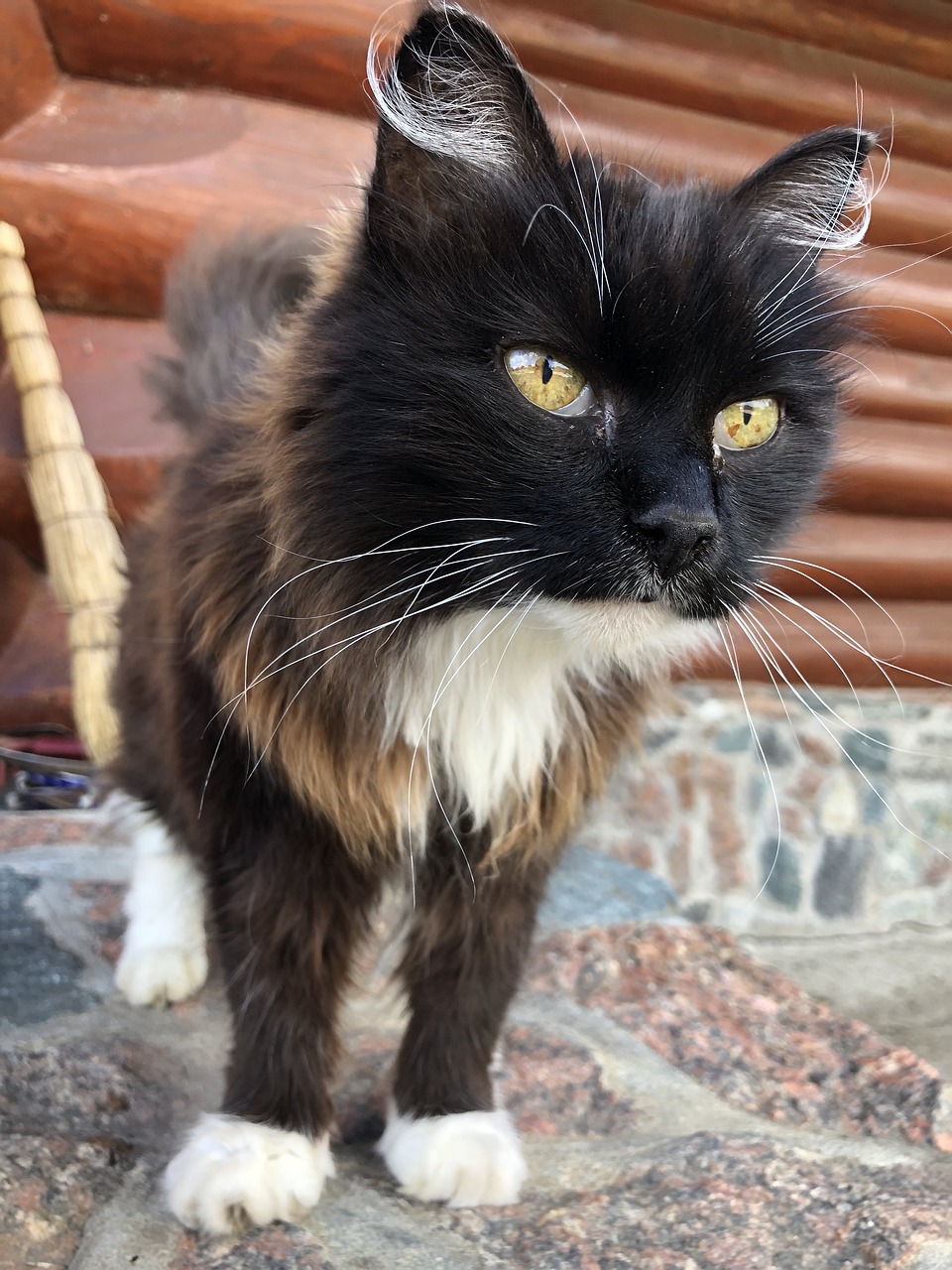 养殖场大鹅遭袭，凶手竟是神秘猫头鹰，养殖场大鹅遭神秘猫头鹰袭击