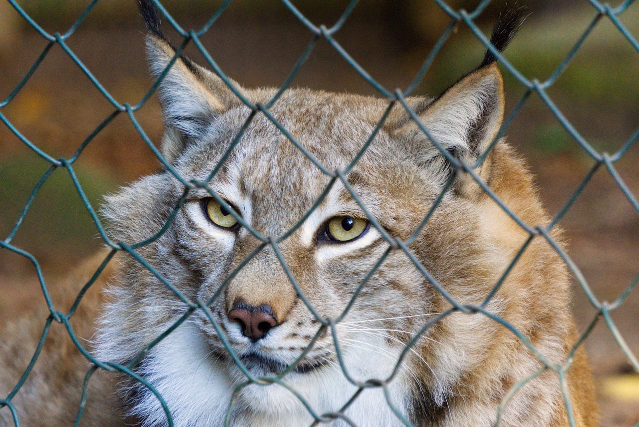 中国大熊猫保护研究中心：经初步检查，“福宝”体态外观无异常