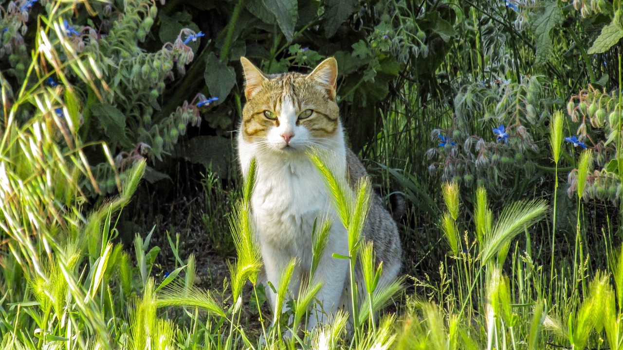 300头！宁夏西吉猎捕野猪行动结束