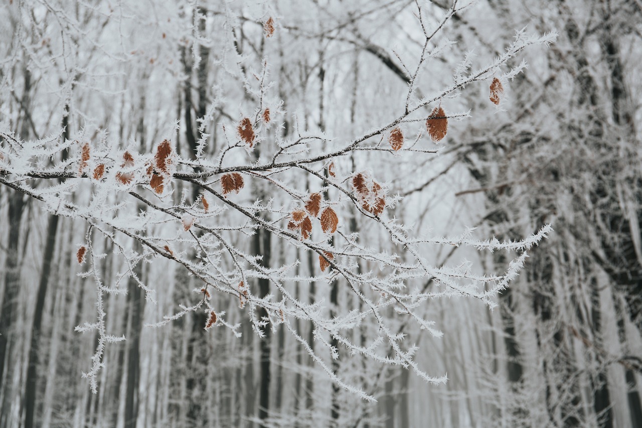 今年冬天冷吗雨雪多吗 大雪节气见分晓