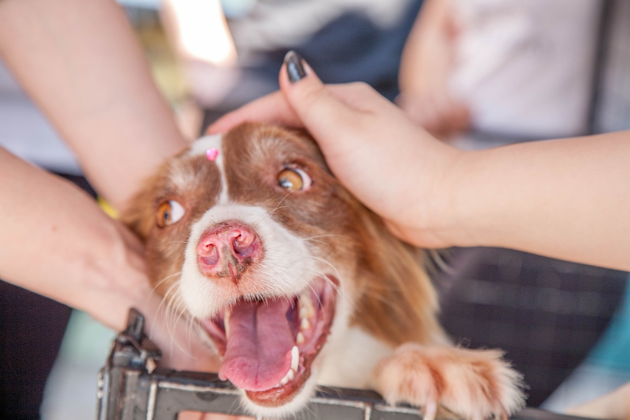 义工成功游说绝育及带狗散步 南生围4链犬嚐短暂自由