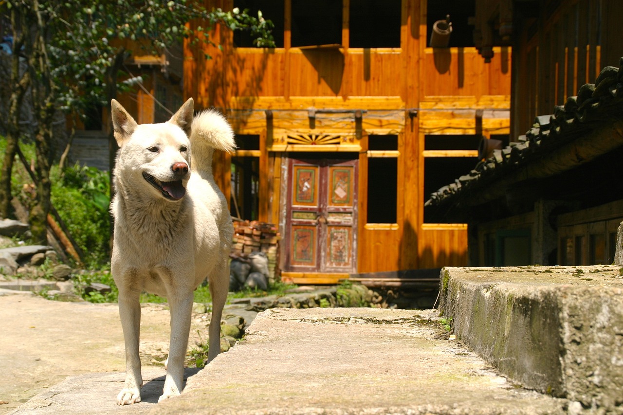 广州就新版禁养危险犬种征求意见，中华田园犬移出危险犬名录