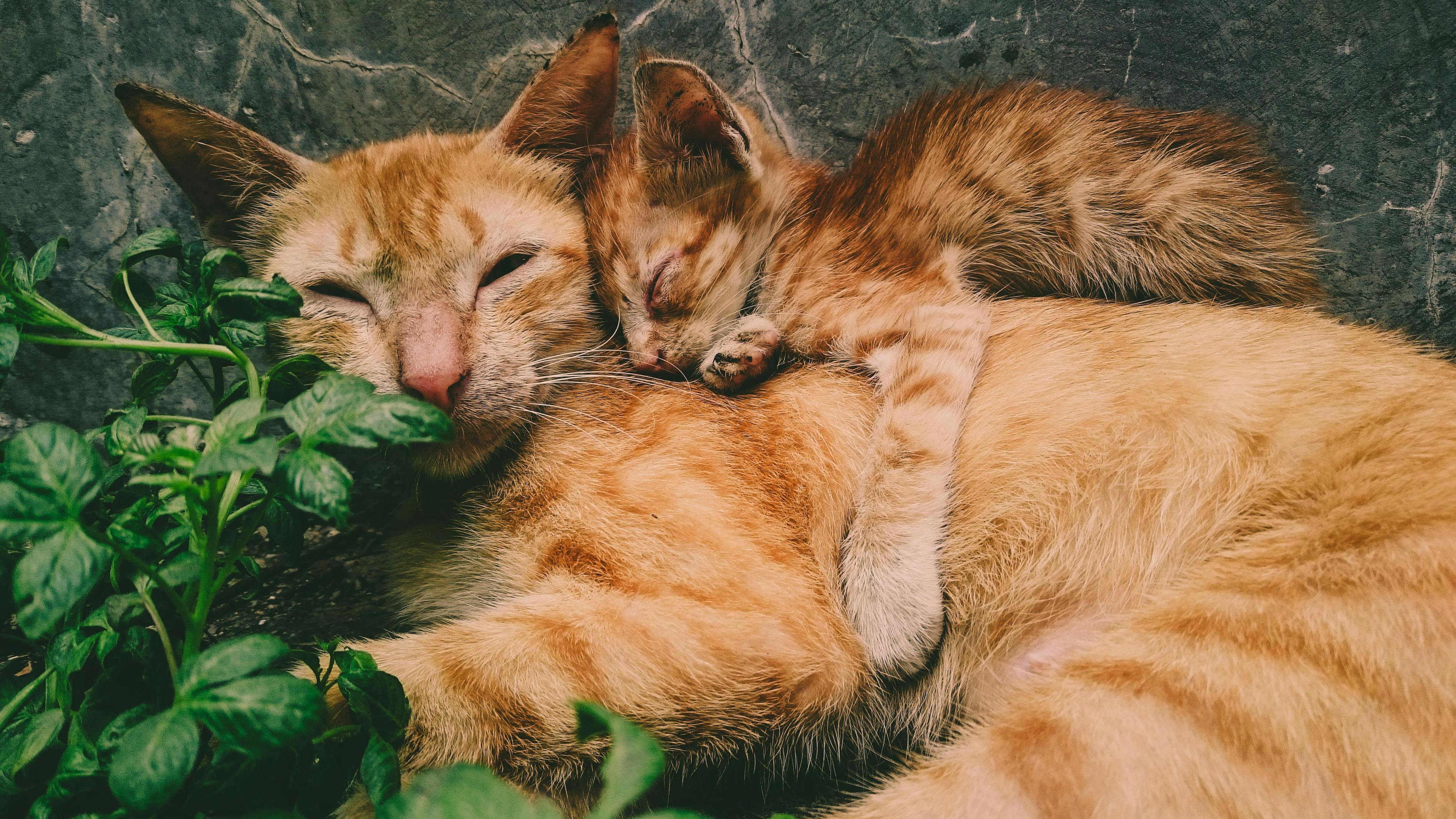 狸花猫的独特游戏，橘猫的直立形态之谜