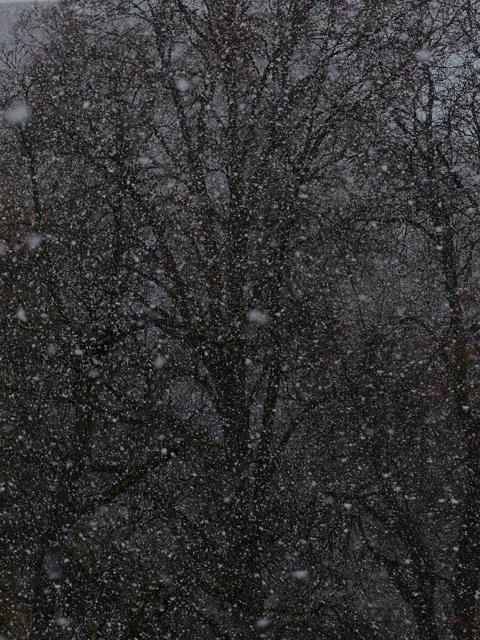 河南局地暴雪，雪舞中原，寒冬中的挑战与温情