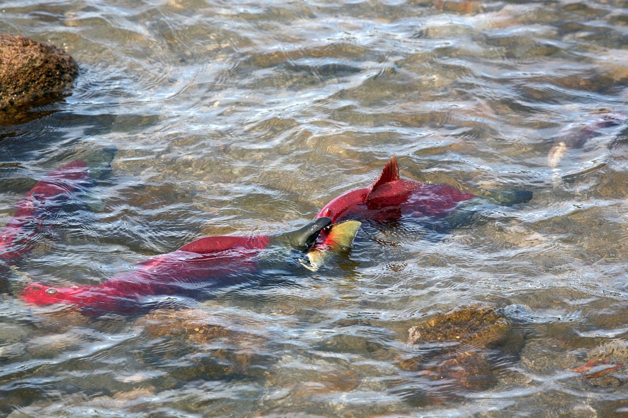 “离海最远”的新疆“游”出肥美三文鱼