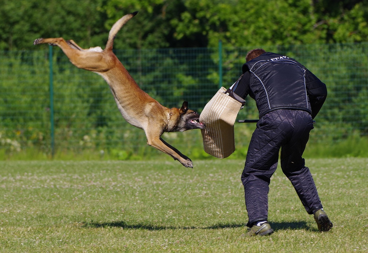 柴犬遭遇马犬的攻击，龇牙却不敢还手的背后故事